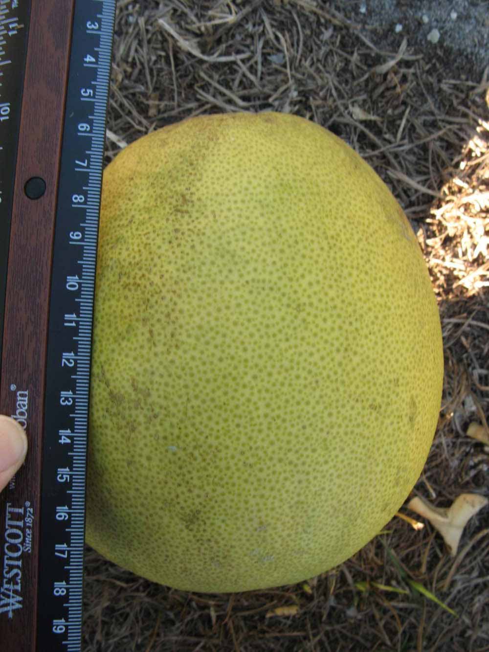            Fruit (Winter Haven, FL)   